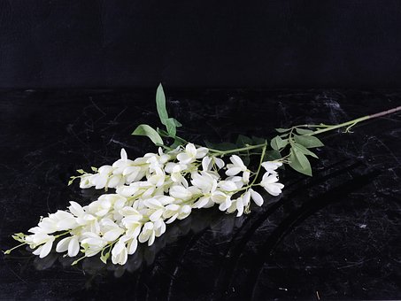 Free Flower Green photo and picture