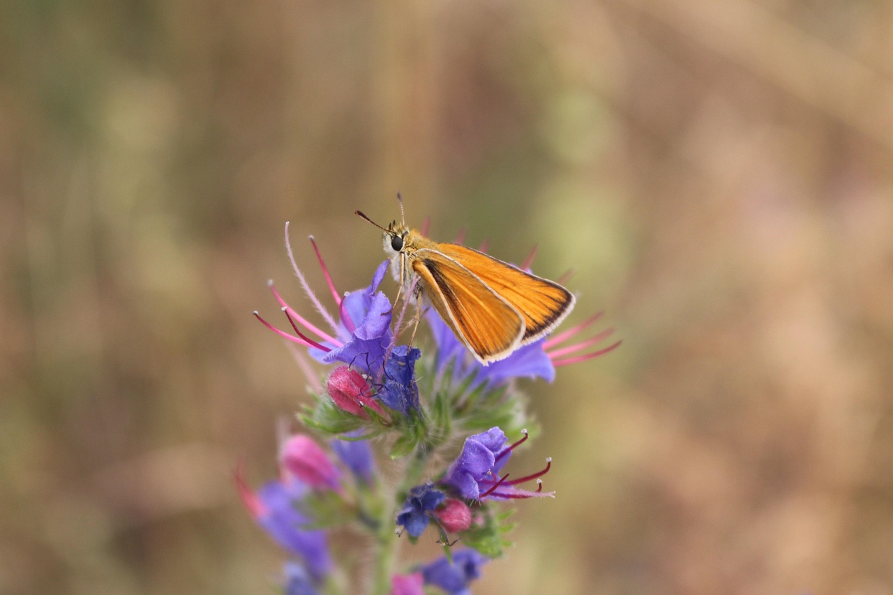 Butterfly Flowers Pollinate Free photo on Pixabay Pixabay
