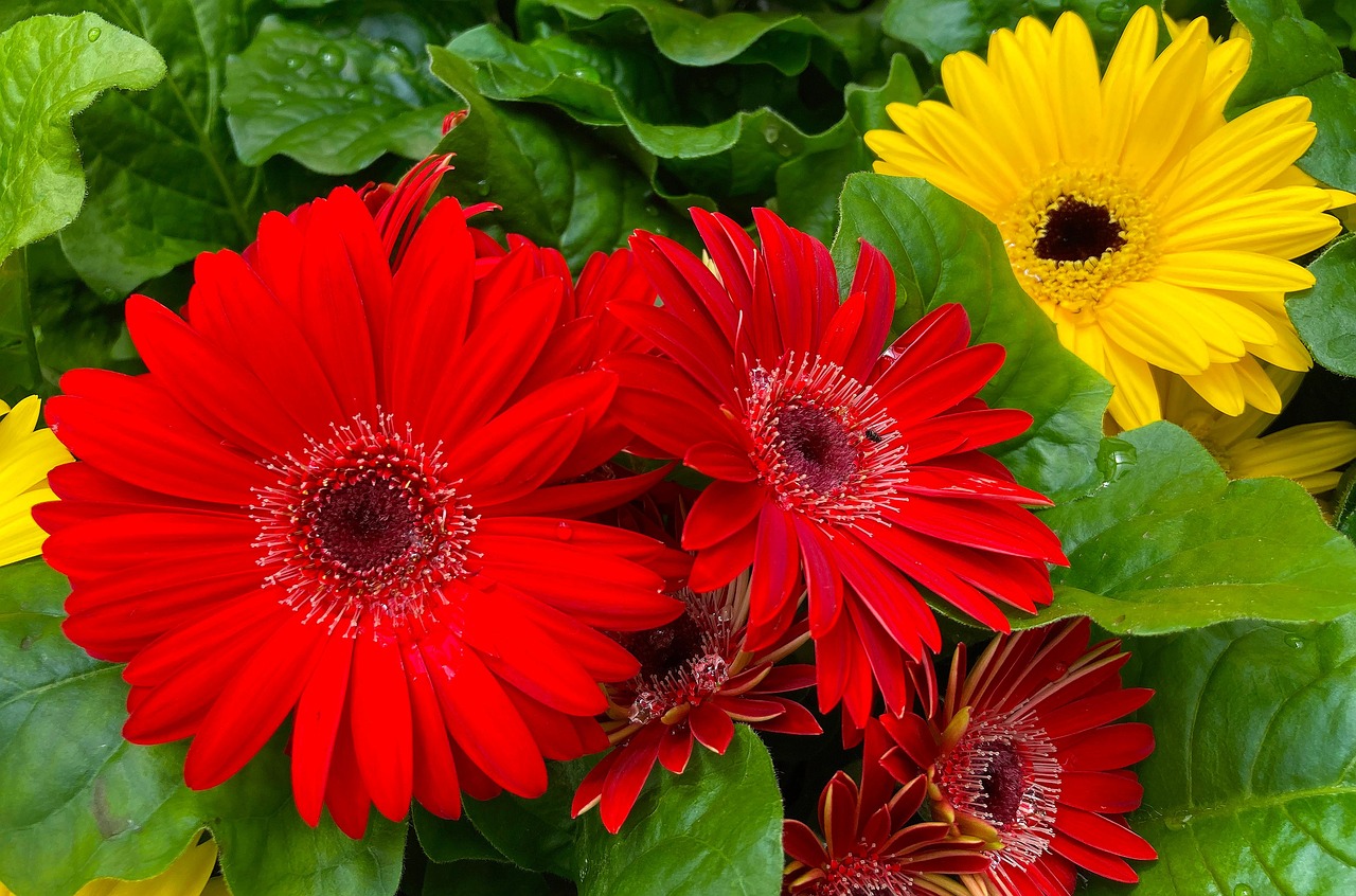 bloemen-plantaardige-tuin-gratis-foto-op-pixabay-pixabay