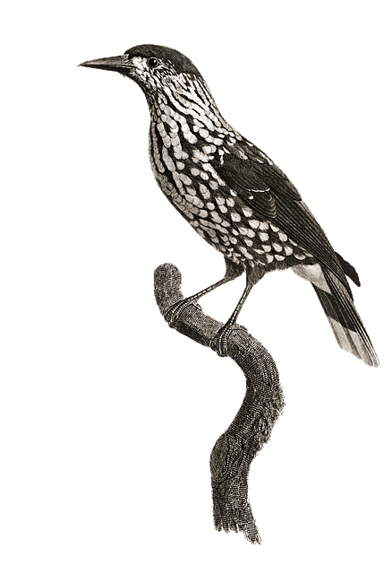 Download free HD stock image of Nutcracker Bird Free nutcracker bird corvidae illustration