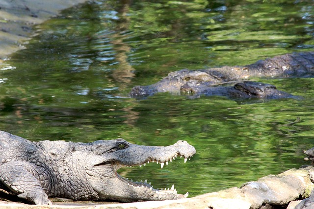Free Wild Wildlife photo and picture