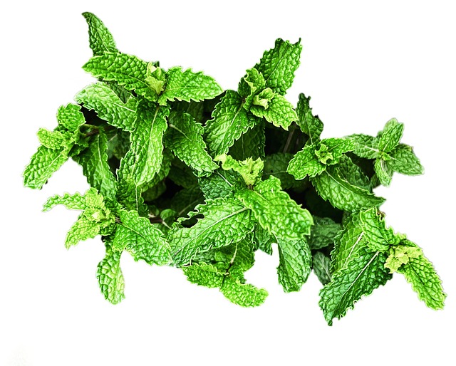 Free Mint Peppermint photo and picture