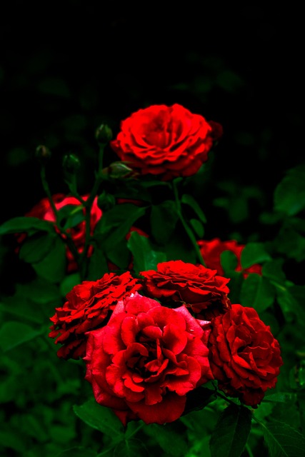 Free Flower Rose photo and picture
