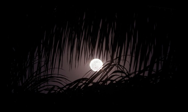 Free Moon Fullmoon photo and picture