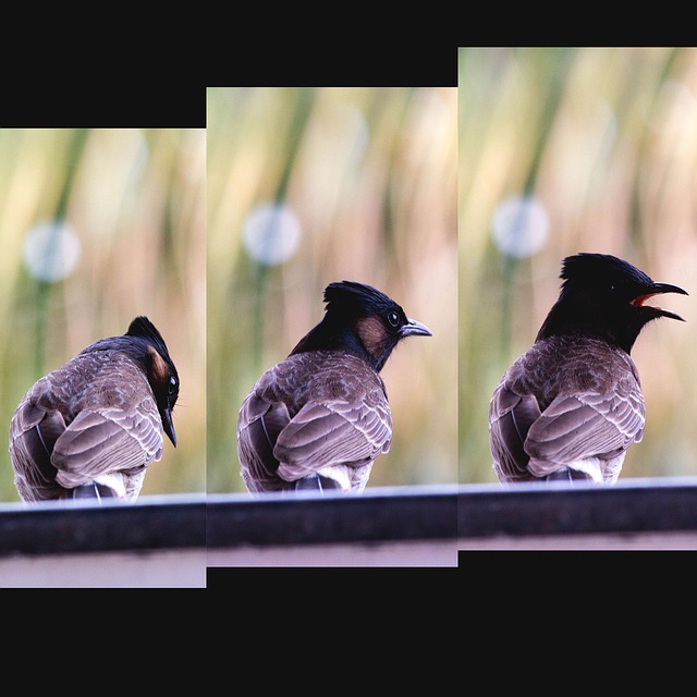 Free Bird Nature photo and picture