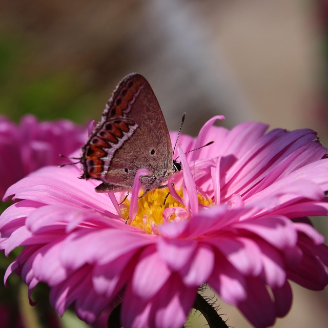 Free Butterfly Flower photo and picture