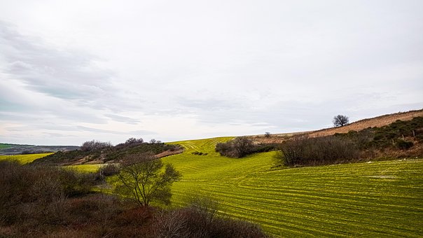 Free Fields Trees photo and picture