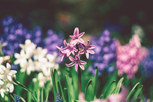 Free Hyacinths Flowers photo and picture