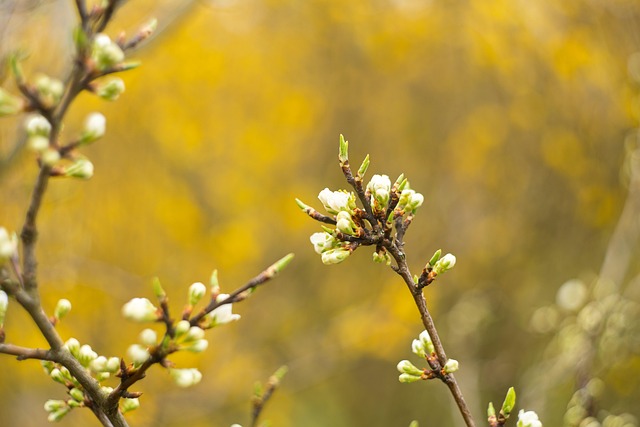 Free Blossom Buds photo and picture
