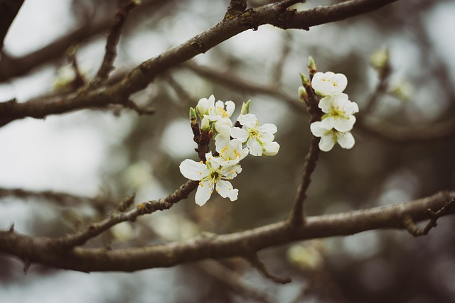 Free White Flowers Branches photo and picture