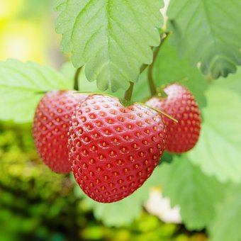 Free Strawberries Fruits photo and picture