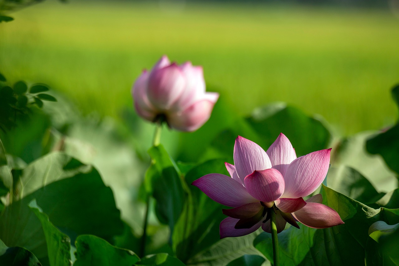 Lotus Flower Pink Free photo on Pixabay Pixabay