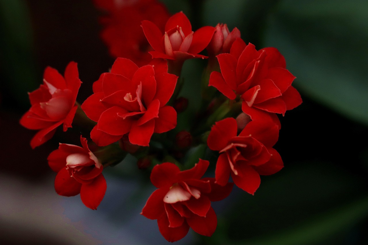 florist kalanchoe, beautiful flowers, red flowers, flower background, flowers, red petals, bloom, blossom, flora, nature, kalanchoe blossfeldiana, plants, flower wallpaper, flowering plants, spring