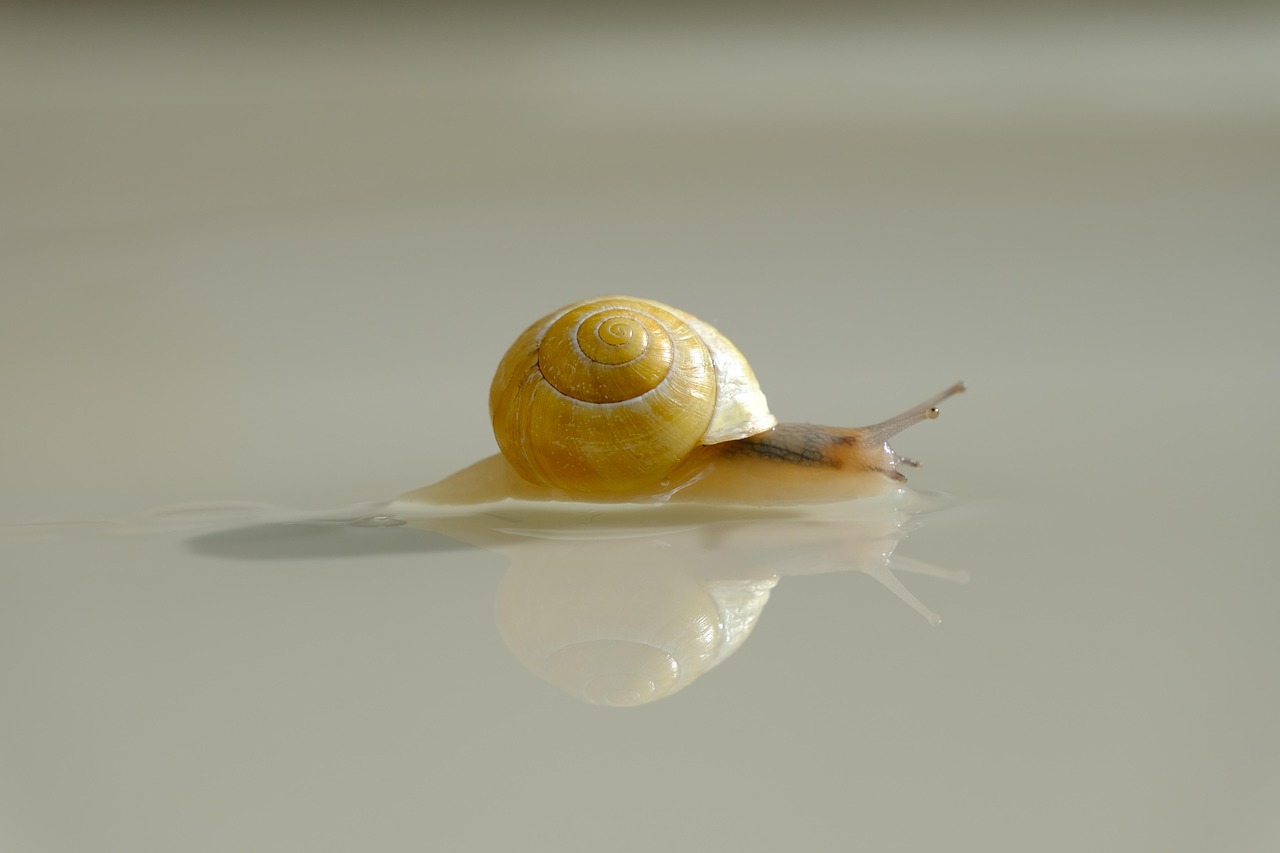 Snail Shell Reflection Free photo on Pixabay Pixabay