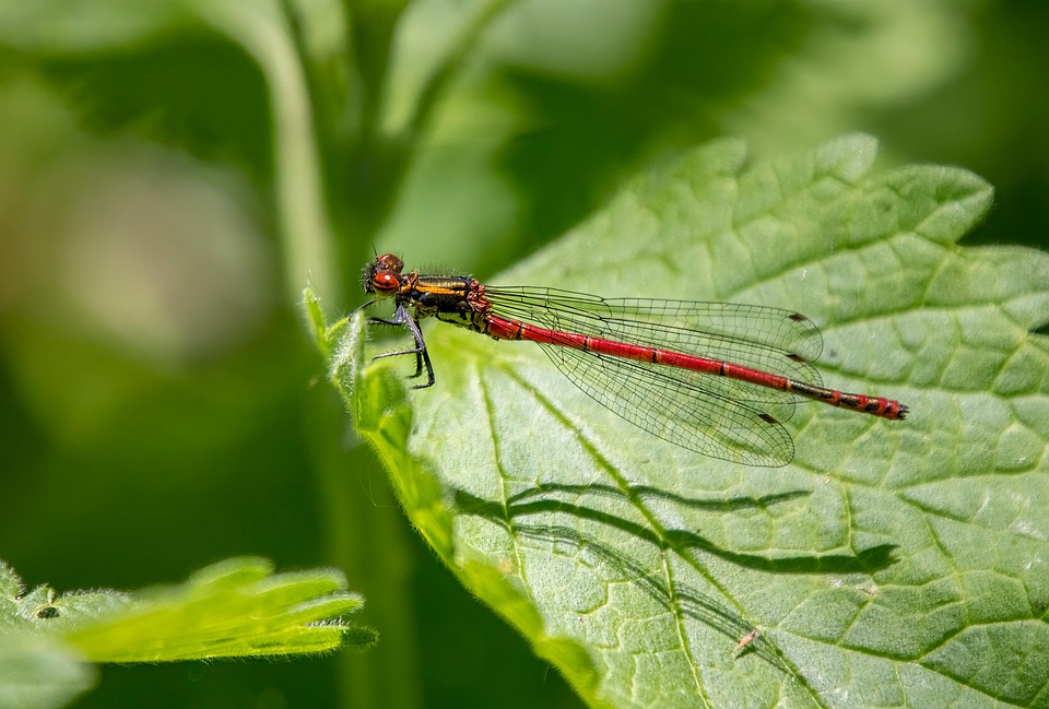 Caballito Del Diablo Rojo Alas - Foto gratis en Pixabay - Pixabay