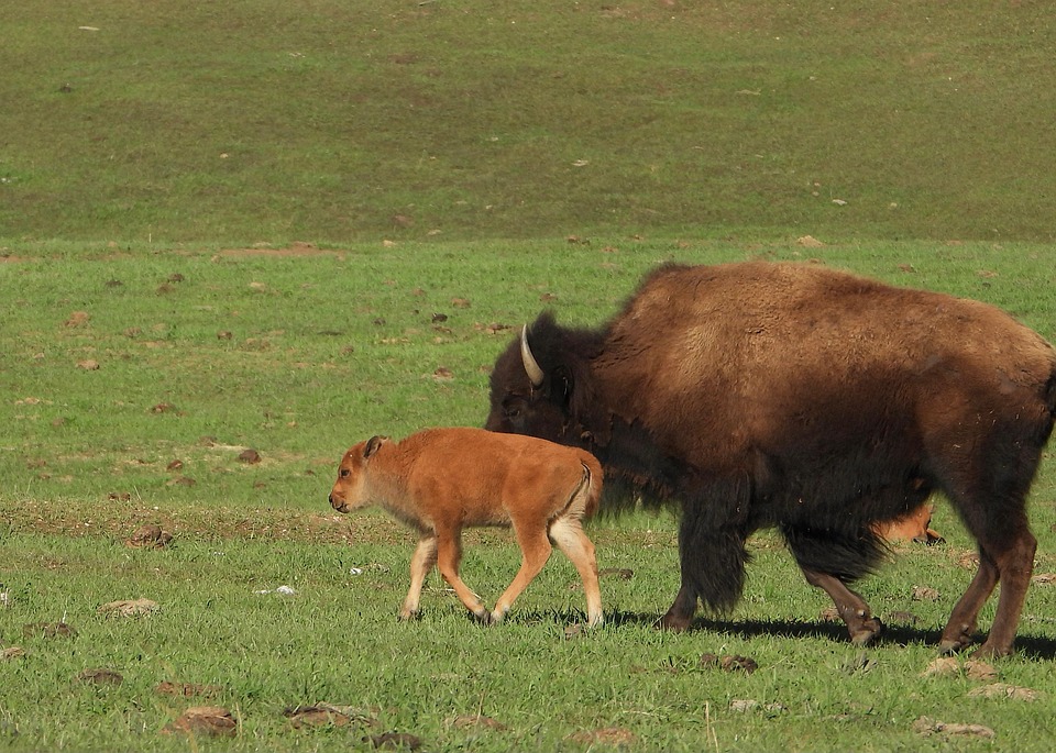 Bison Buffalo Calf Baby - Free photo on Pixabay - Pixabay