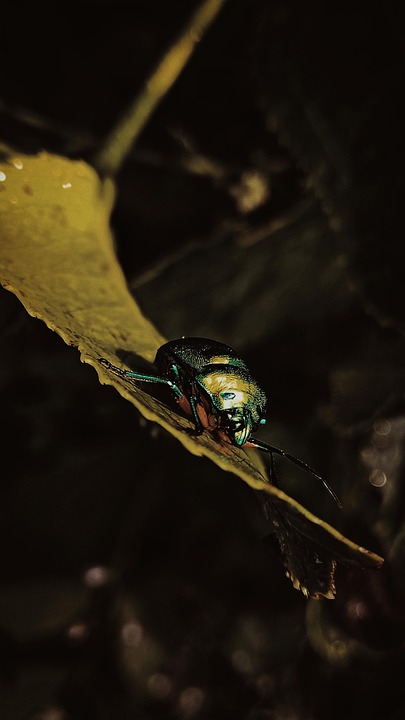 甲虫,昆虫 昆虫 自然 - Pixabay上的免费照片 - Pixabay