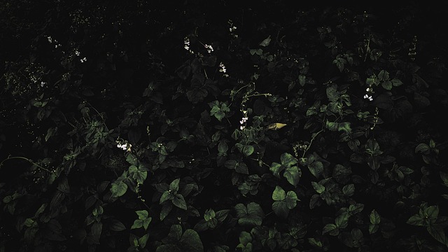 Free Nature Gloomy photo and picture