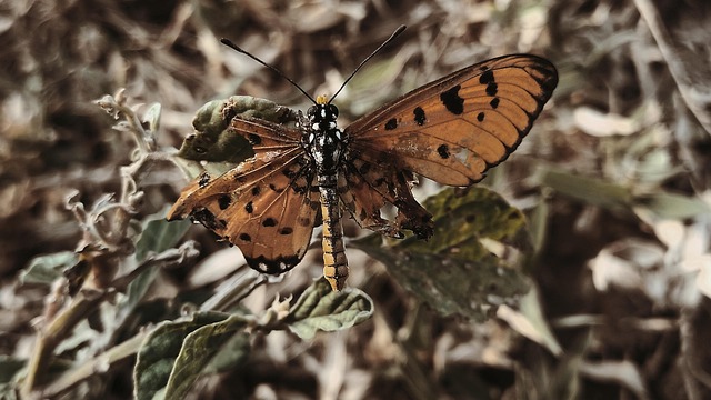 Free Butterfly Insect photo and picture