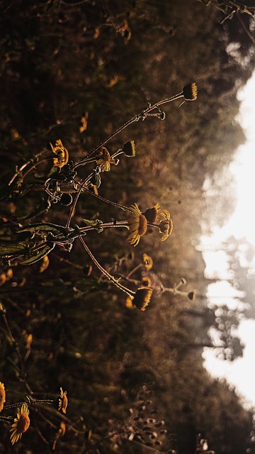Free Landscape Nature photo and picture