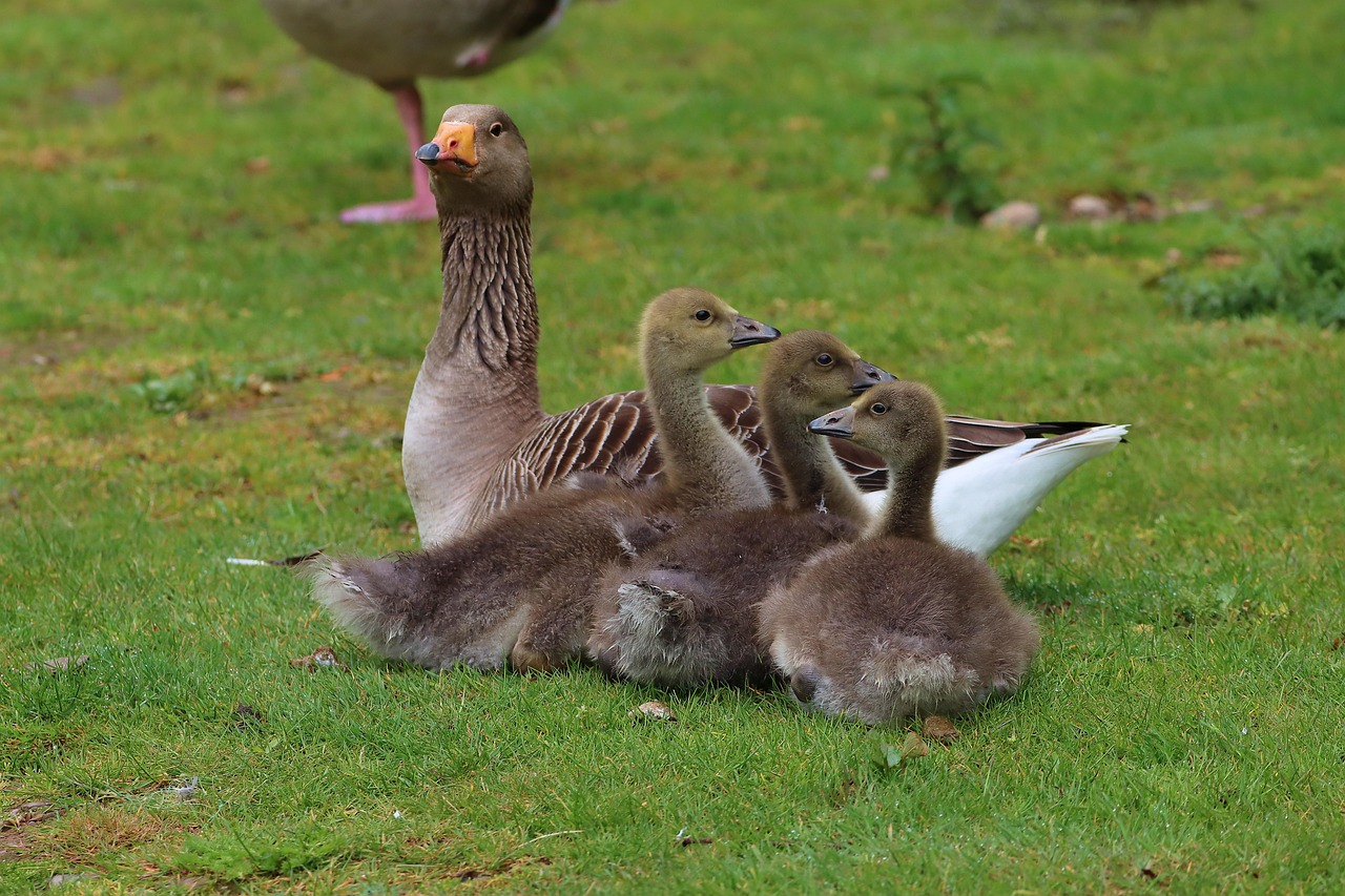 Oie Oison Jeunes Animaux Des Photo gratuite sur Pixabay Pixabay