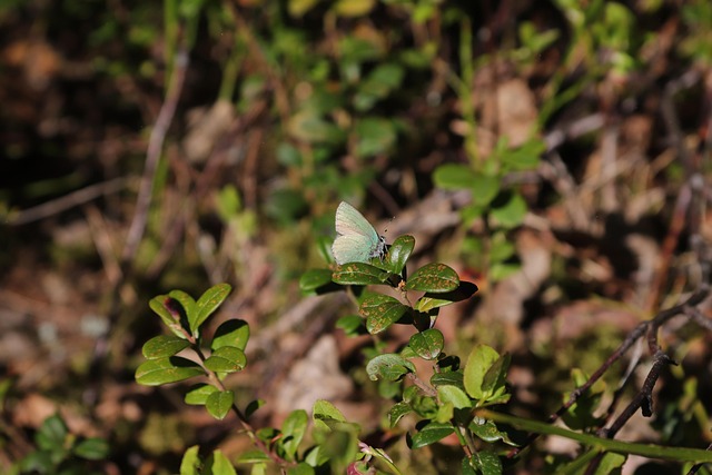 Free Cloth Butterfly Forest photo and picture
