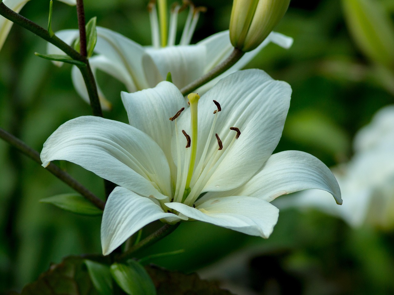 白百合 花 植物 - Pixabay上的免费照片 - Pixabay