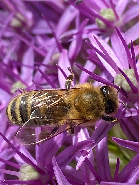 Free Bee Summer photo and picture