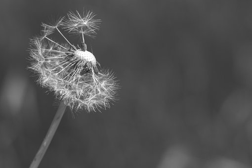 Free Dandelion Seeds photo and picture