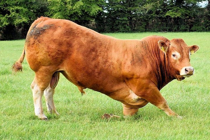10 Free Male Cow Male Images Pixabay