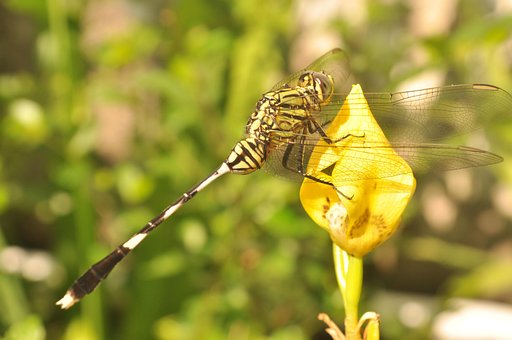 Motýl, Zvířata, Příroda, Hmyz, Fauna