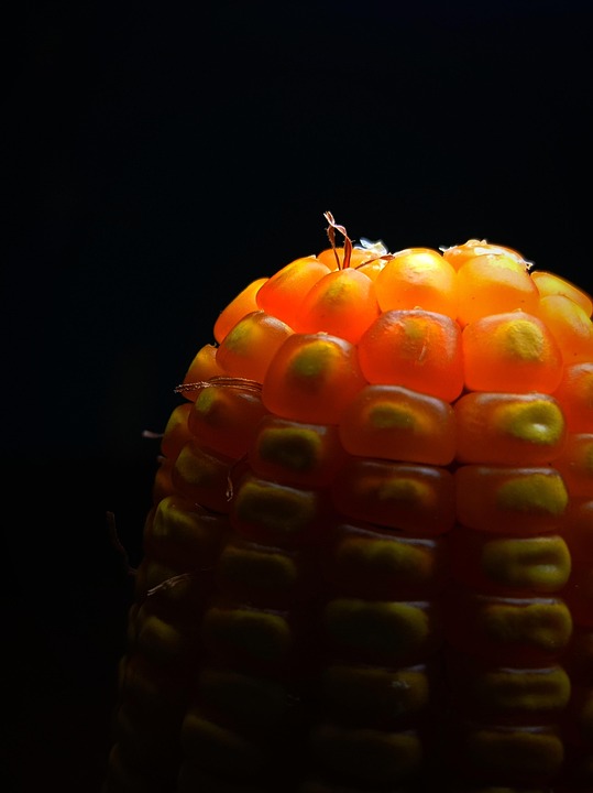 Corn Kernel Maize - Free photo on Pixabay