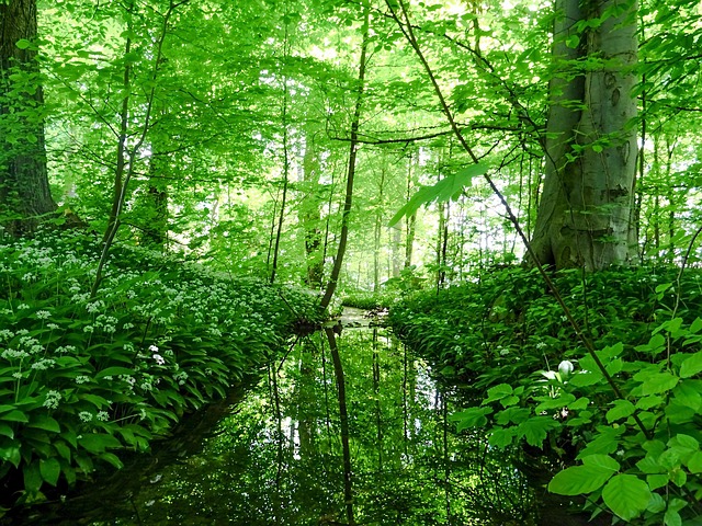 Free Forest Green photo and picture