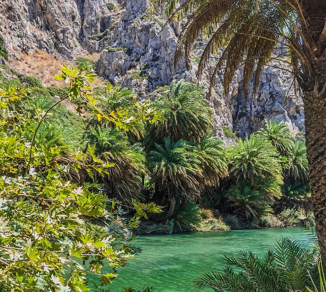 Free Palm Trees Sea photo and picture