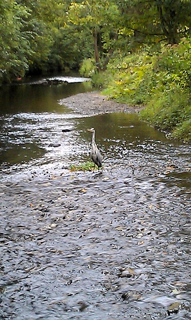 Free Bird River photo and picture