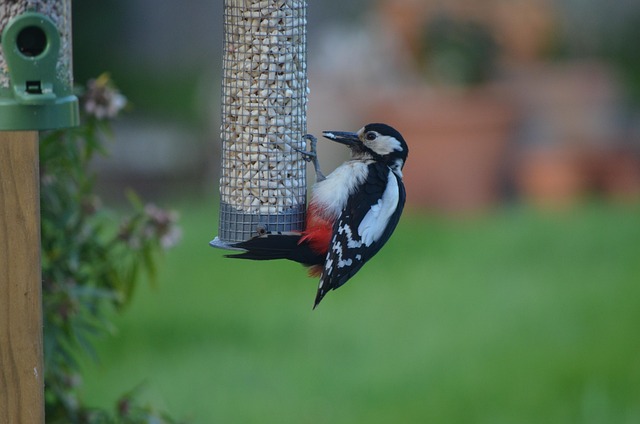 Specht, Vogel, Fütterung, Vogelhäuschen