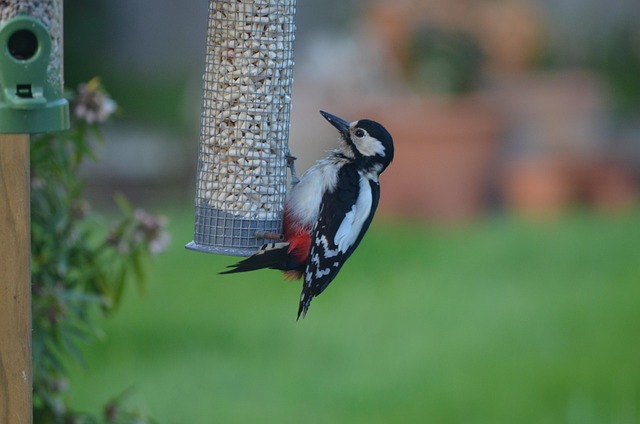 Specht, Vogel, Fütterung, Natur