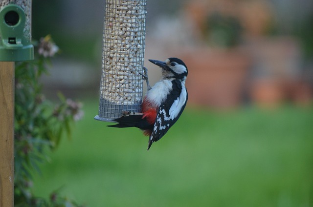 Specht, Vogel, Natur, Garten