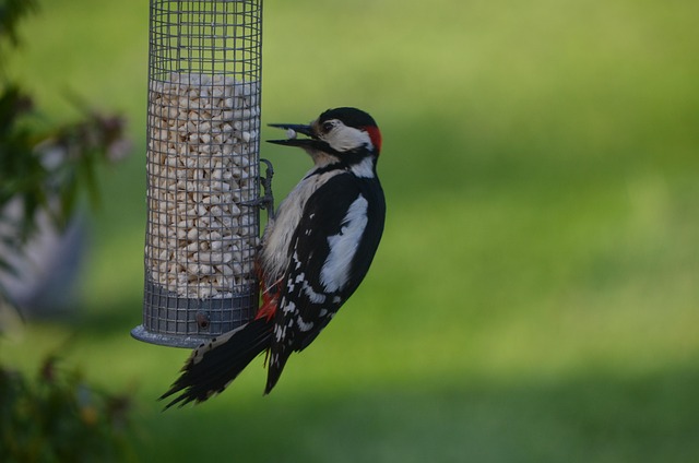 Specht, Natur, Vogel, Garten, Schnabel