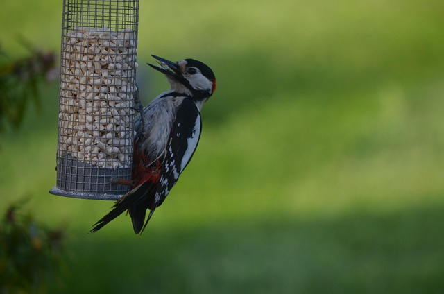 Specht, Vogel, Natur