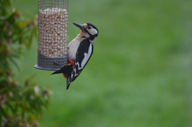 Specht, Vogel, Fütterung, Vogelhäuschen