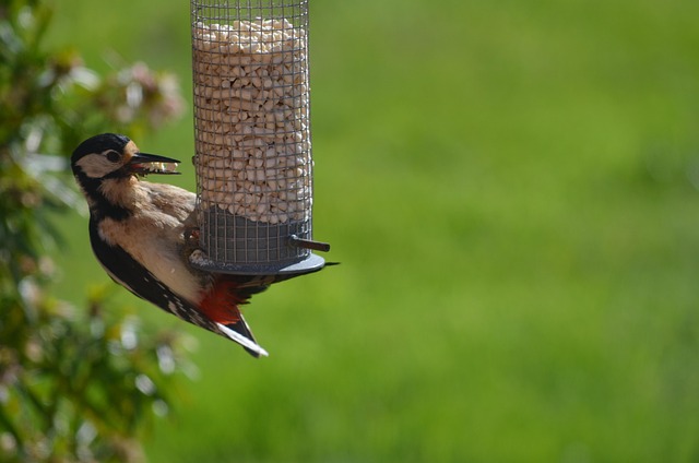 Specht, Vogel, Fütterung, Vogelhäuschen