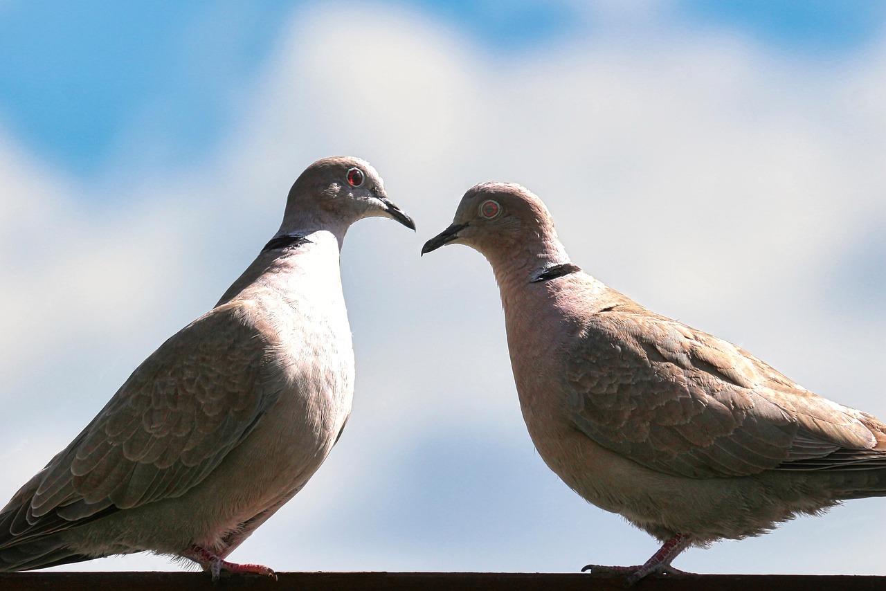 Download free HD stock image of Dove Turtledove Free Dove Turtledove photo and picture