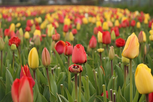 Free Tulips Field photo and picture