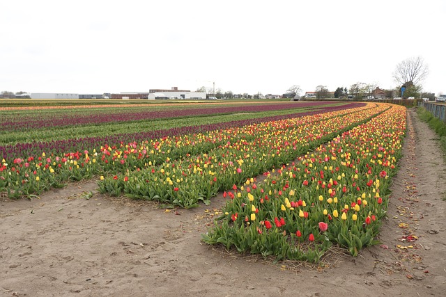 Free Tulips Field photo and picture