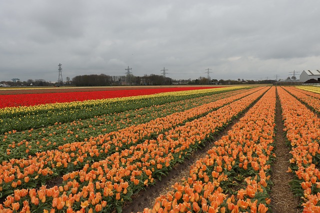 Free Tulips Field photo and picture