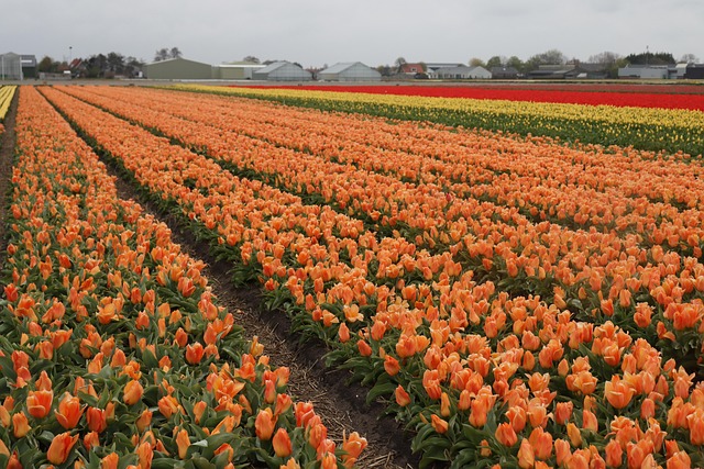 Free Tulips Field photo and picture