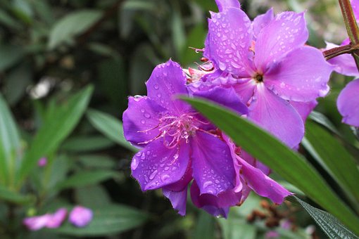 Jacatirão, Flor, Árvore, Flora, Natureza