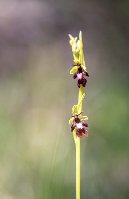 Ophrys Fliegen, Blume, Natur, Pre
