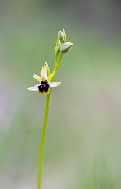 Blume, Spinne Ophrys, Natur, Orchidee
